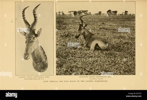 Life Histories Of African Game Animals Stock Photo Alamy