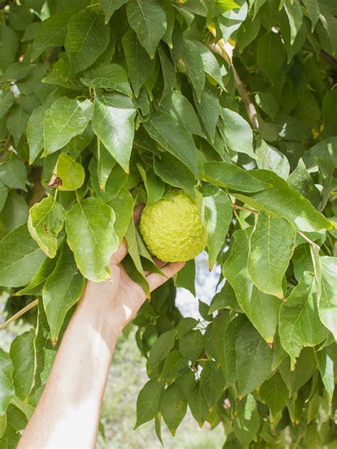 Though the root is the best known edible part, the edible flowers make lovely additions to salads. Osage Orange, Hedge Apple (maclura pomifera) - Urban ...