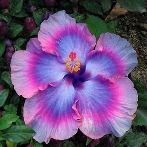 Flower Seeds Giant Purple Hibiscus Exotic Coral Flowers 20 Etsy