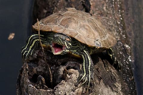 Mad Turtle Photograph By Buffaloworks Photography Fine Art America