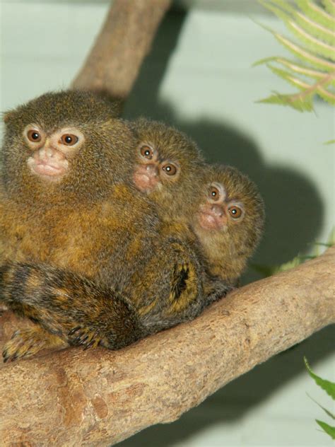Pygmy Marmoset Dad With His Twins Zoochat