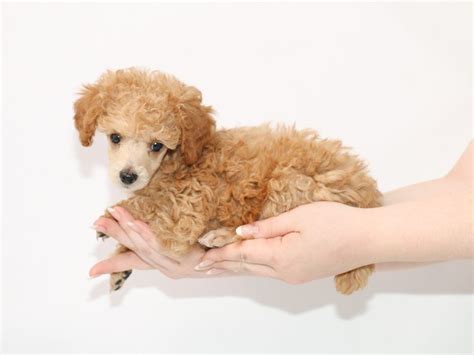 Miniature Poodle Dog Female Red 3100309 My Next Puppy