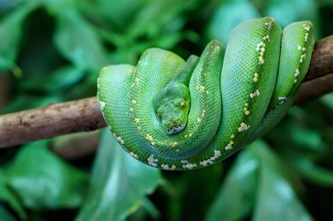 Green Tree Python Fact Sheet Cswd