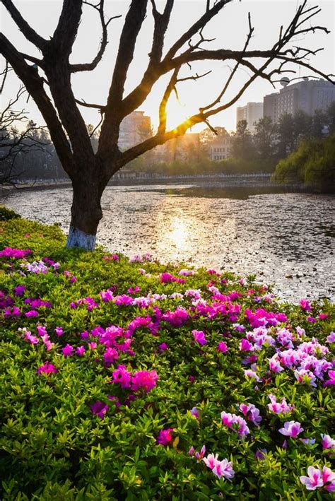 Flower Garden In Morning Stock Photo Image Of Hokkaido 87835312