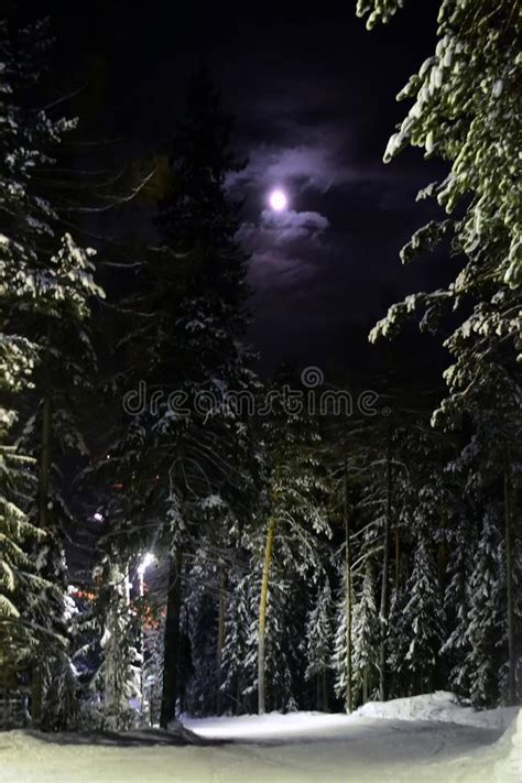 Winter Landscape At Night With Pine Trees Covered In Snow Snowdrift