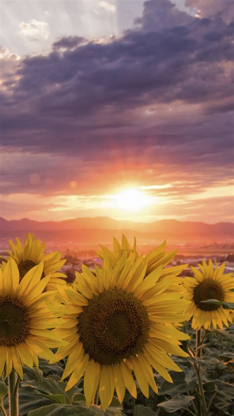 Sunflowers During Sunrise 4k Hd Flowers Wallpapers Hd Wallpapers Id