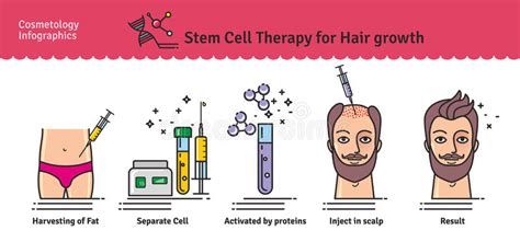 Stem Cell The Development Of Red Blood Cells Leukocytes Macrophages