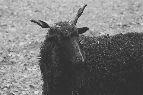 Sheep Black Horns · Free Photo On Pixabay
