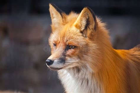 Red Fluffy Fox Face Stock Photo Image Of Vulpes Portrait 180671538