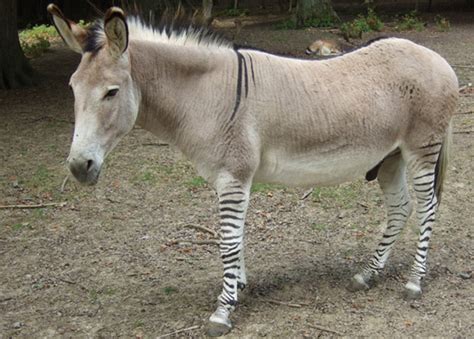 Can I Have a Pony?: Z- Zebras, Zorse and Zedonks!