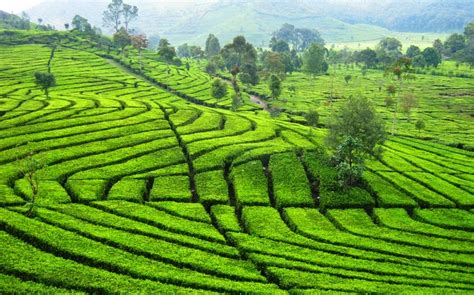 Check spelling or type a new query. 5 Kebun Teh Terindah di Bandung yang Wajib Dikunjungi ...