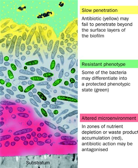 Antibiotic Resistance Of Bacteria In Biofilms The Lancet