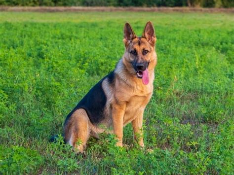 Short Haired German Shepherd Everything You Need To Know