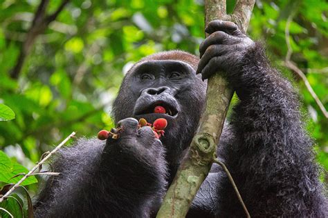 Gorillas Diet