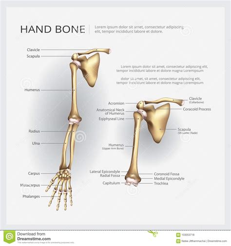 These bones form joints that provide a wide range of motion and flexibility needed to manipulate objects deftly with the arm and hand. Human Anatomy Arm And Hand Bone Stock Vector - Illustration of articulation, metacarpal: 103053718