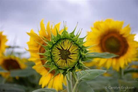 Sunflower Fields Near Wichita Ks Where Can You See Sunflowers In Bloom