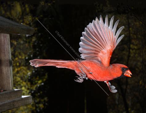Cardinal In Flight