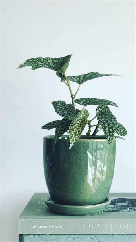 These brave cactus dwellers were spotted by photographer john cancalosi, while he was in arizona's sonoran desert, usa. Idea by Marijs Maes on Pots and plants | Plants, Green ...