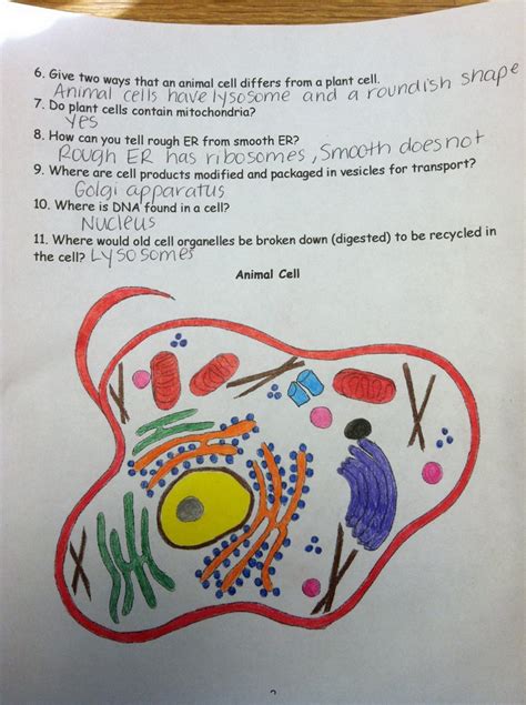 Animal Cell Coloring Answers And Plant Cell K5 Worksheets