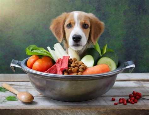 Discover The Top 5 Organic Dog Foods For A Healthier Pooch