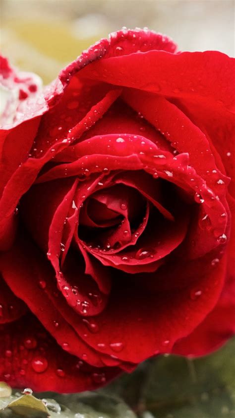 Beautiful Red Rose 4k Wallpapers Hd Wallpapers Id 18647