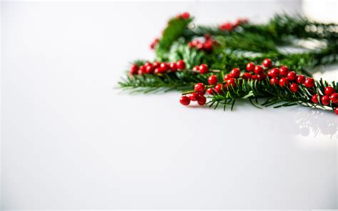Free photo: Christmas holly background - Aquifolium ...