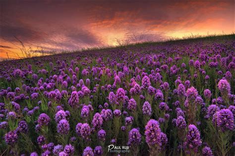 Flower Field Sunset By Paul Ruji