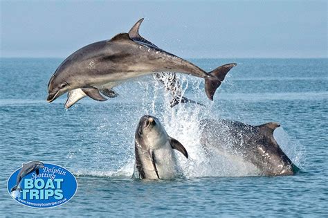 How Long Bottlenose Dolphins Can Hold Their Breath New Quay Boat Trips