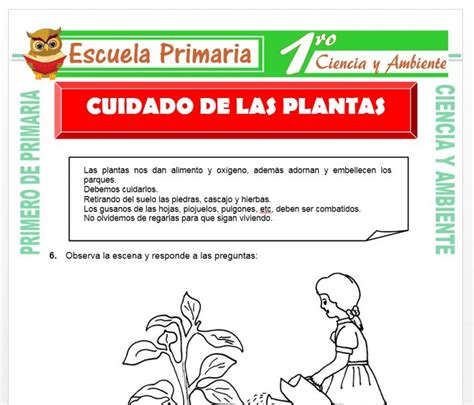 Cuidado De Las Plantas Para Primero De Primaria Escuela Primaria