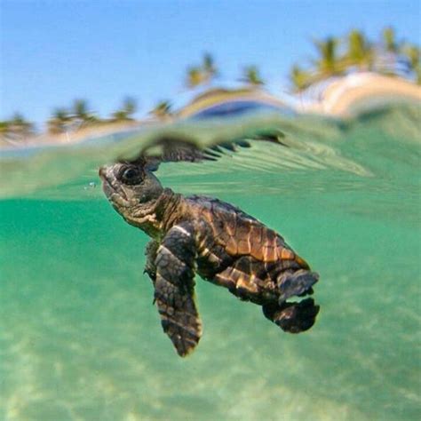 Cute Baby Turtle Smile And Laugh Pinterest