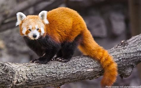 Interesting Facts About Red Pandas Just Fun Facts