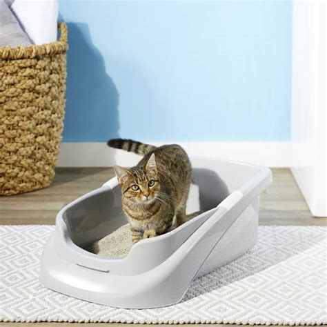 8 Best Litter Box For Older Cats Better With Cats