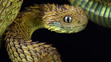 The 6 Creepiest Looking Snakes According To Experts — Best Life