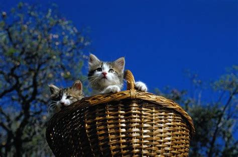 387 Best Images About A Real Basket Case On Pinterest Cats