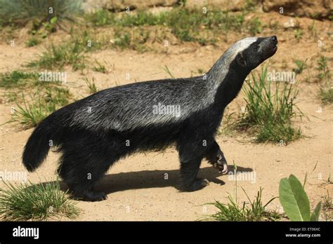 Honey Badger Mellivora Capensis Also Known As The Ratel At Prague