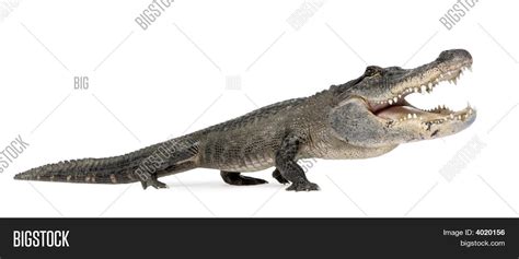 Funny Alligator Image And Photo Free Trial Bigstock