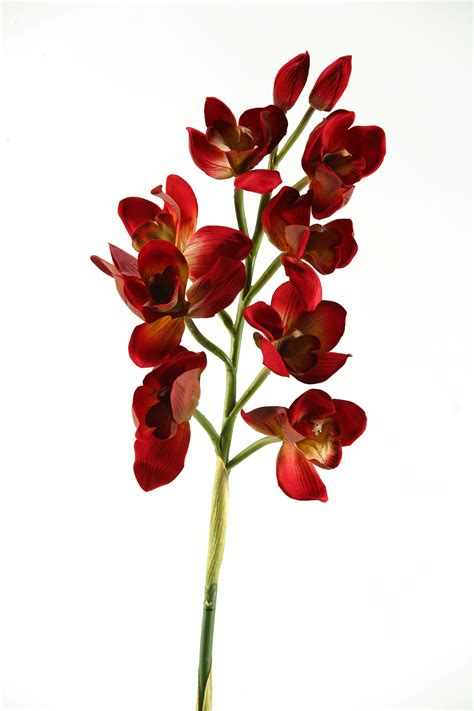 Dandw Silks Cherry Red Cymbidium Orchid Stem Set Of 3