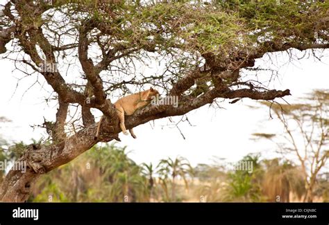 Tree Climbing Lion Hi Res Stock Photography And Images Alamy