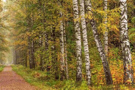 Check spelling or type a new query. Birch Tree phone, desktop wallpapers, pictures, photos ...