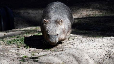 Bum Biting Wombat Mating Habits Could Hold Key To Survival