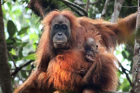 New Orangutan Species Discovered In Remote Indonesian Jungles The