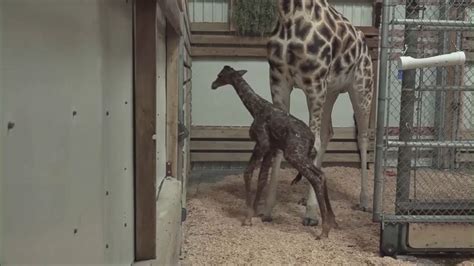 Baby Giraffe Takes 1st Steps At Seattle Zoo Abc News