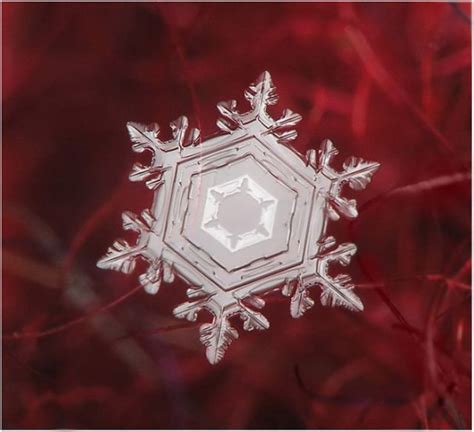 Unique And Beautiful Snowflakes 49 Pics