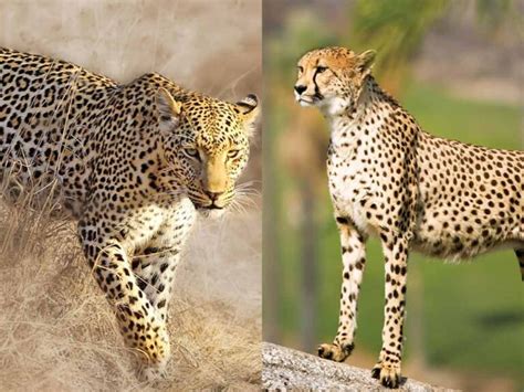 Cheetah From Namibia To India Leopard Vs Cheetah What S The