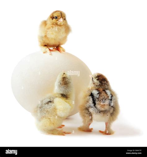 Three Chicks And Ostrich Egg Stock Photo Alamy