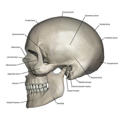 Lateral View Of Human Skull Anatomy With Annotations — Healthcare