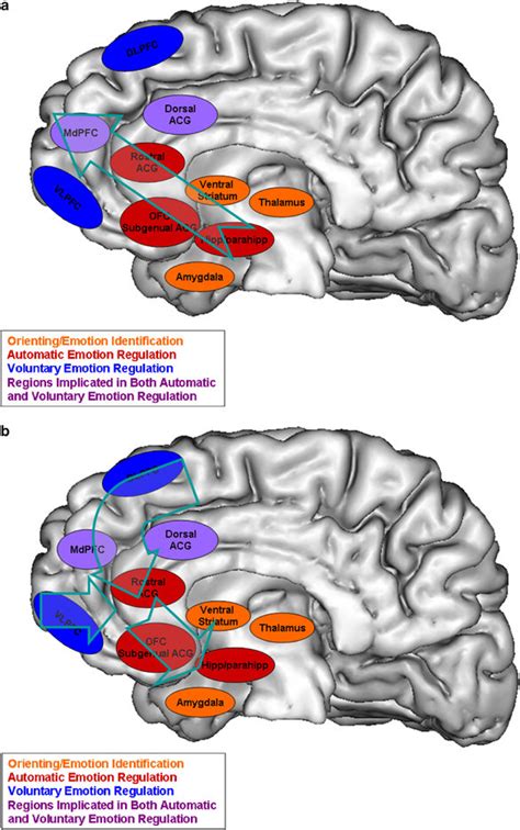 Neural Model Of Emotion Regulation Illustrating Neural Systems