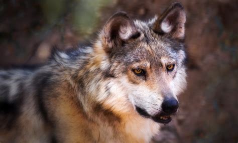 Mexican Gray Wolf Recovery A Binational Effort Desert Diaries