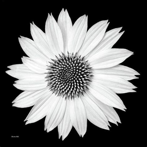 Single Flower Black And White Art Print by Christina Rollo | Black and