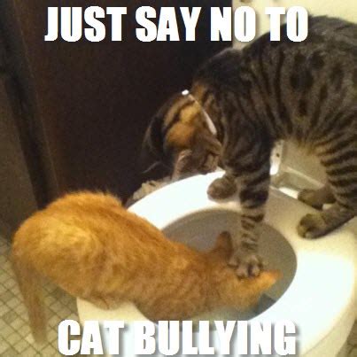 Then, while the cat is eating, the fearful stimulus (other cat) is gradually introduced at a distance. We all Love Tiny Kitties